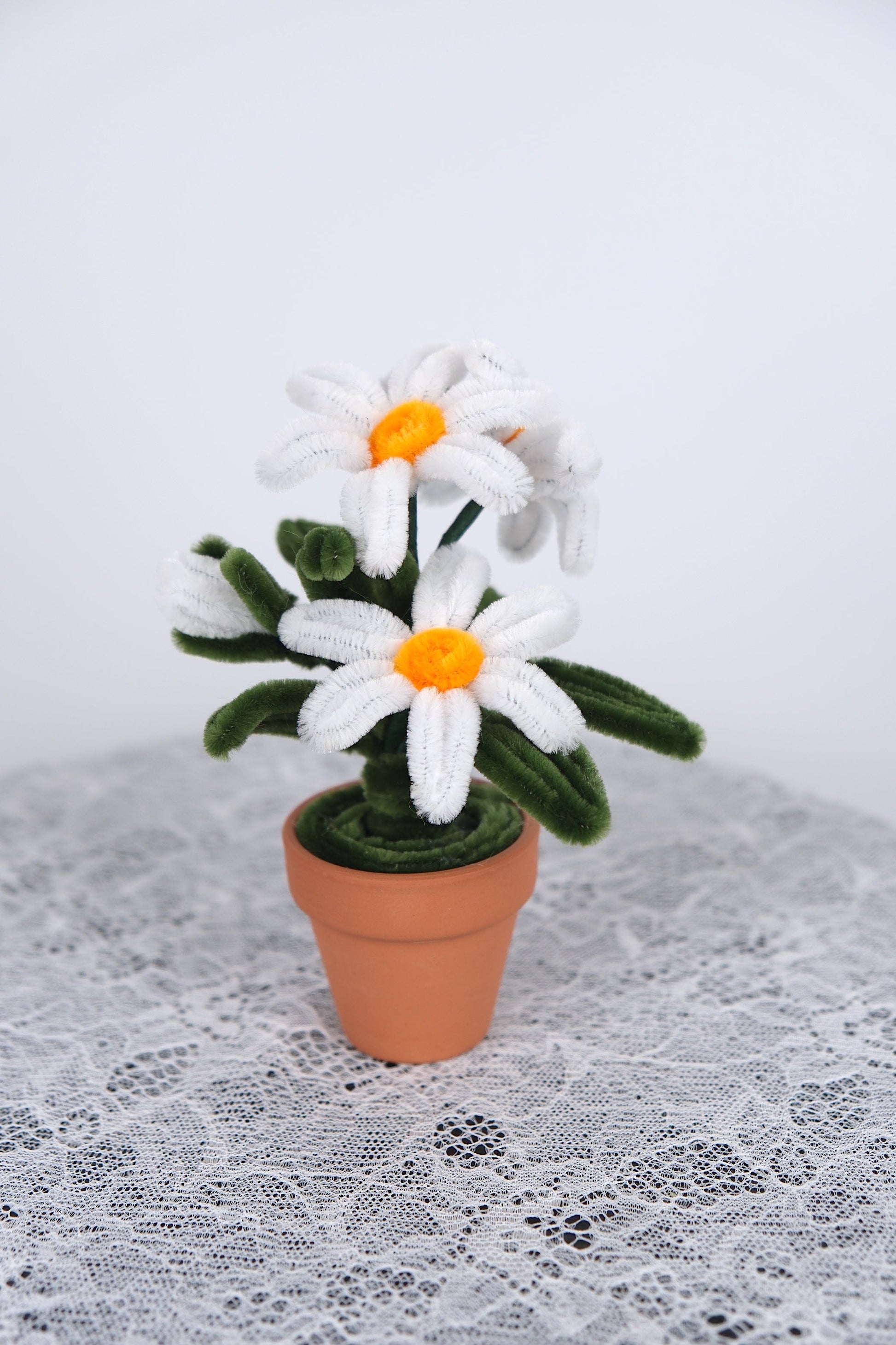 Madeliefjes in terracotta pot