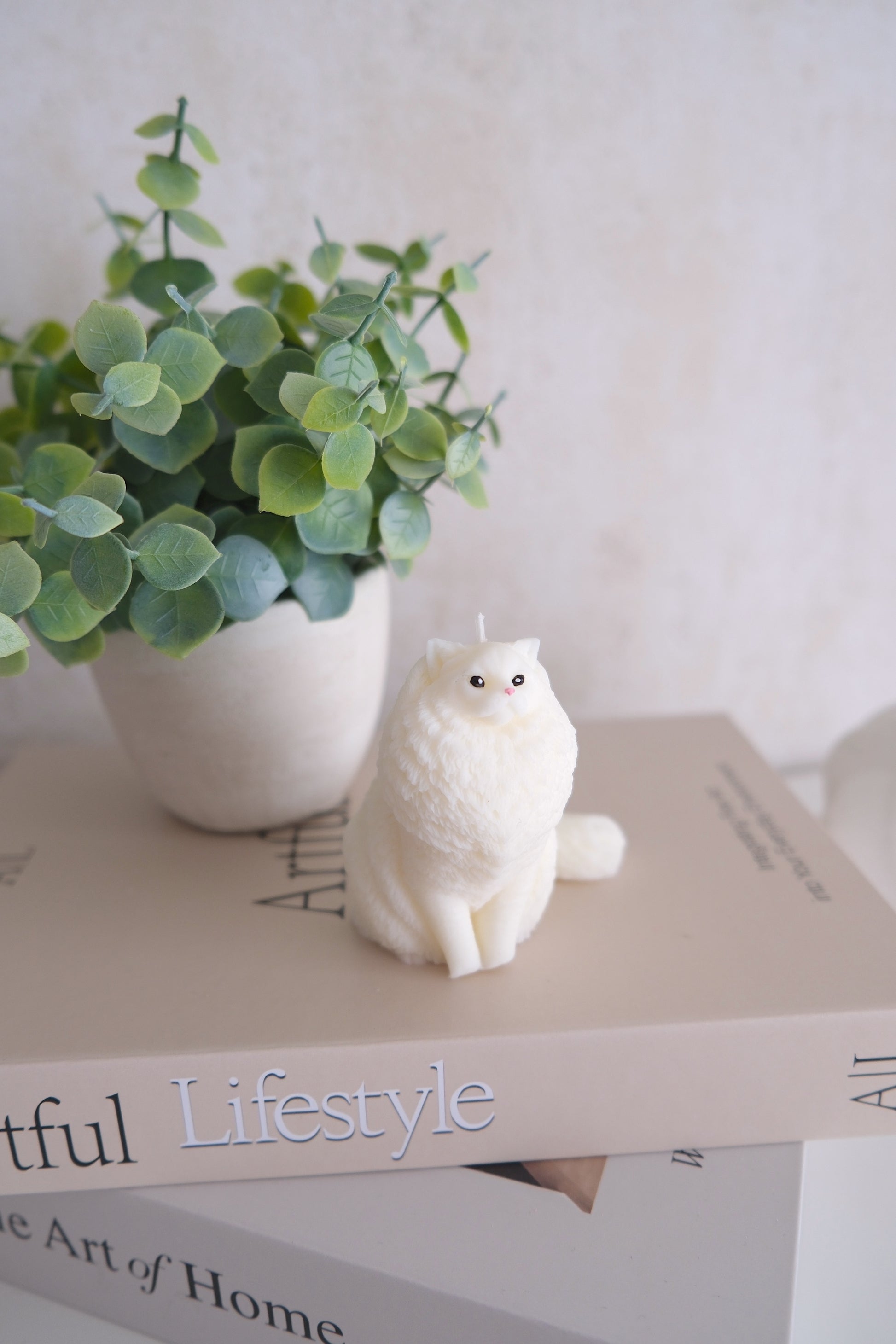 Candle 'Ragdoll/Maine Coon cat'