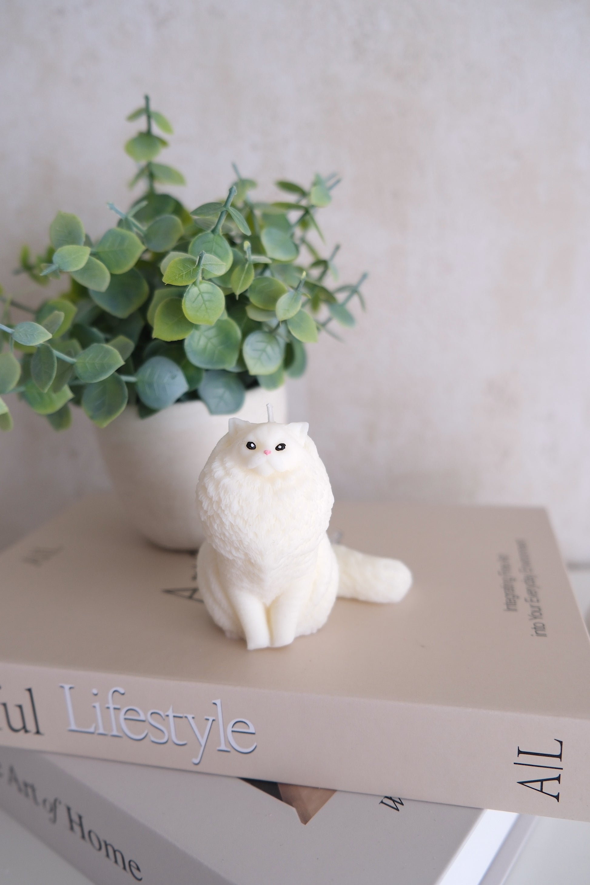 Candle 'Ragdoll/Maine Coon cat'