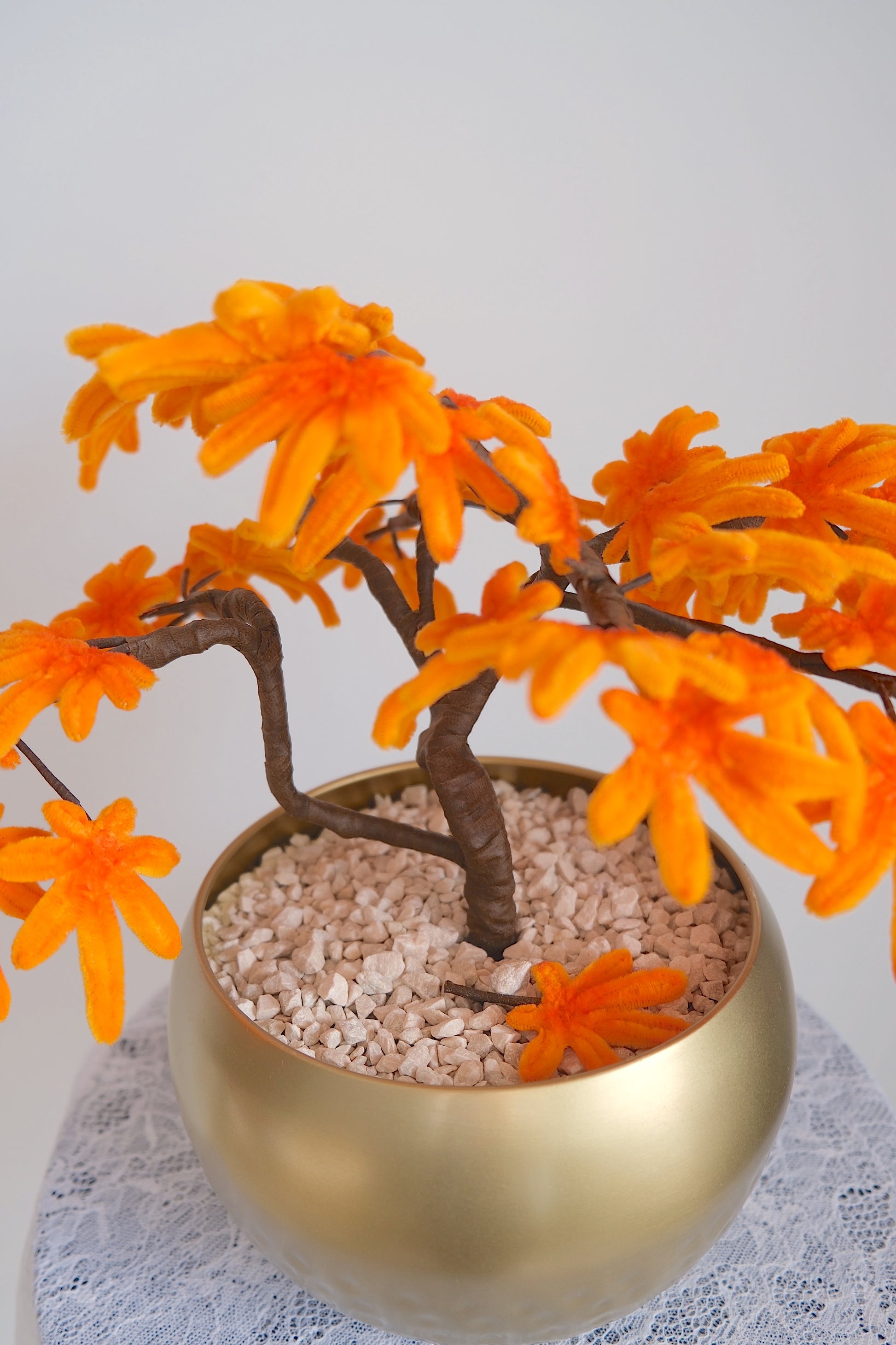 Japanese Esdoorn (Pre-order)