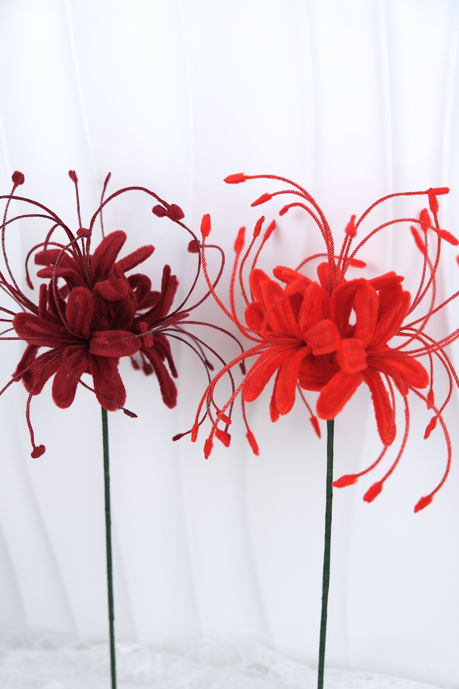 Spider Lily bloemen