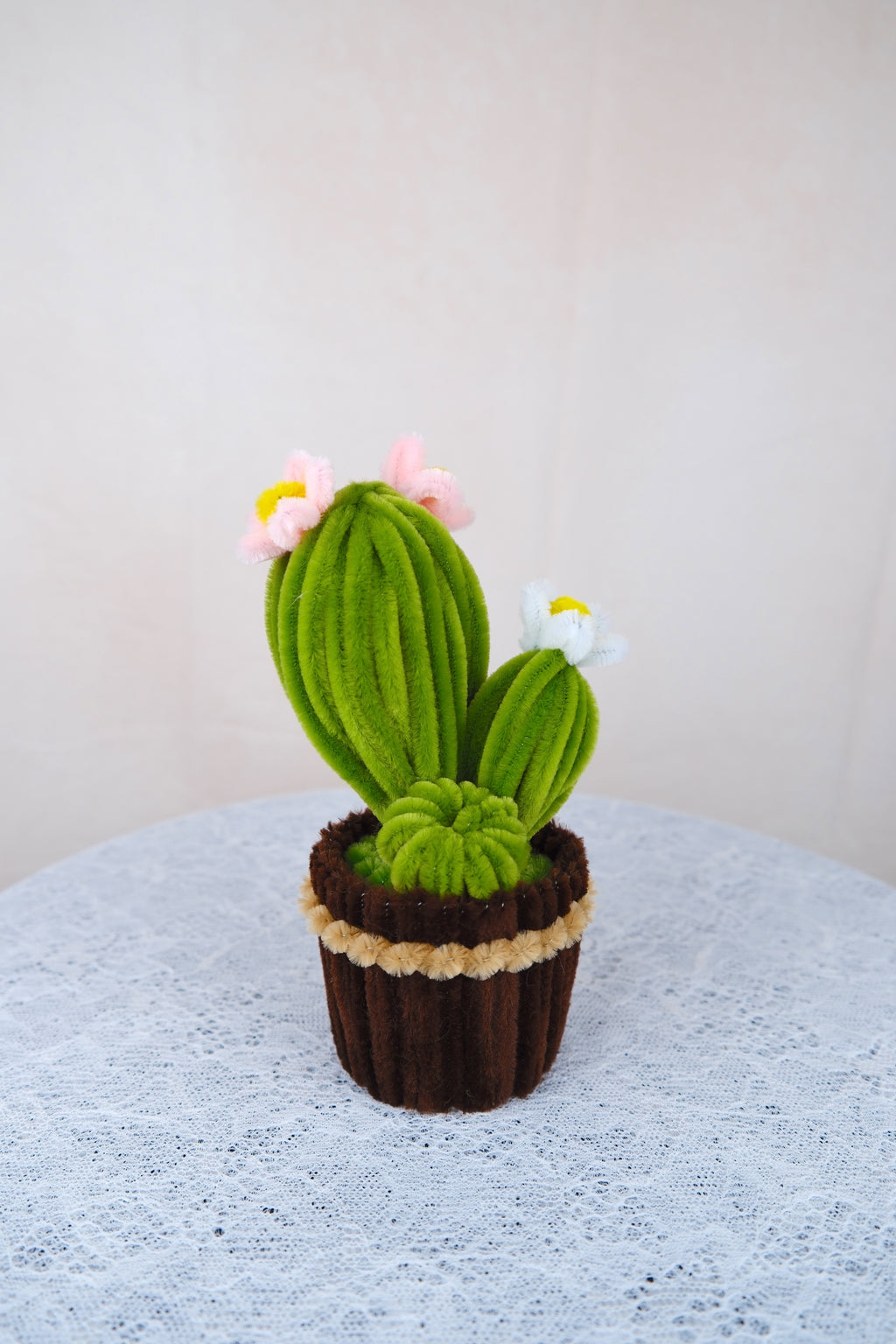 Cactus potje