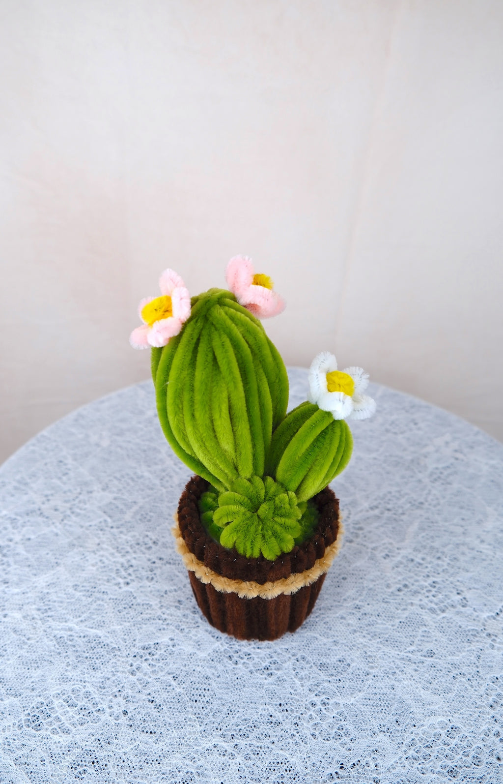 Cactus potje