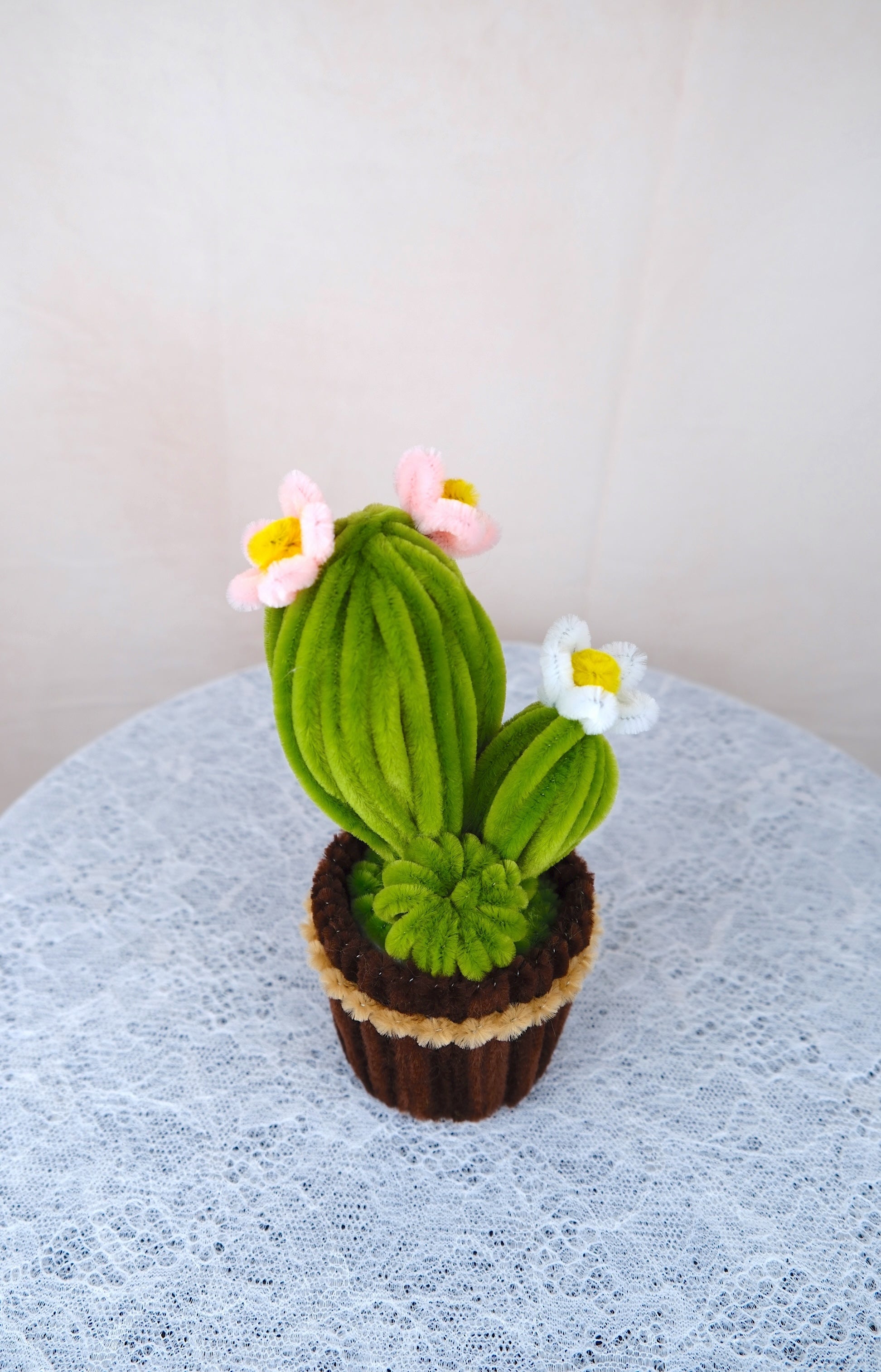 Cactus potje
