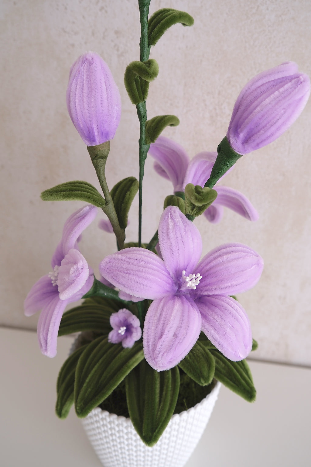 Pot de fleurs 'Purple Delight'
