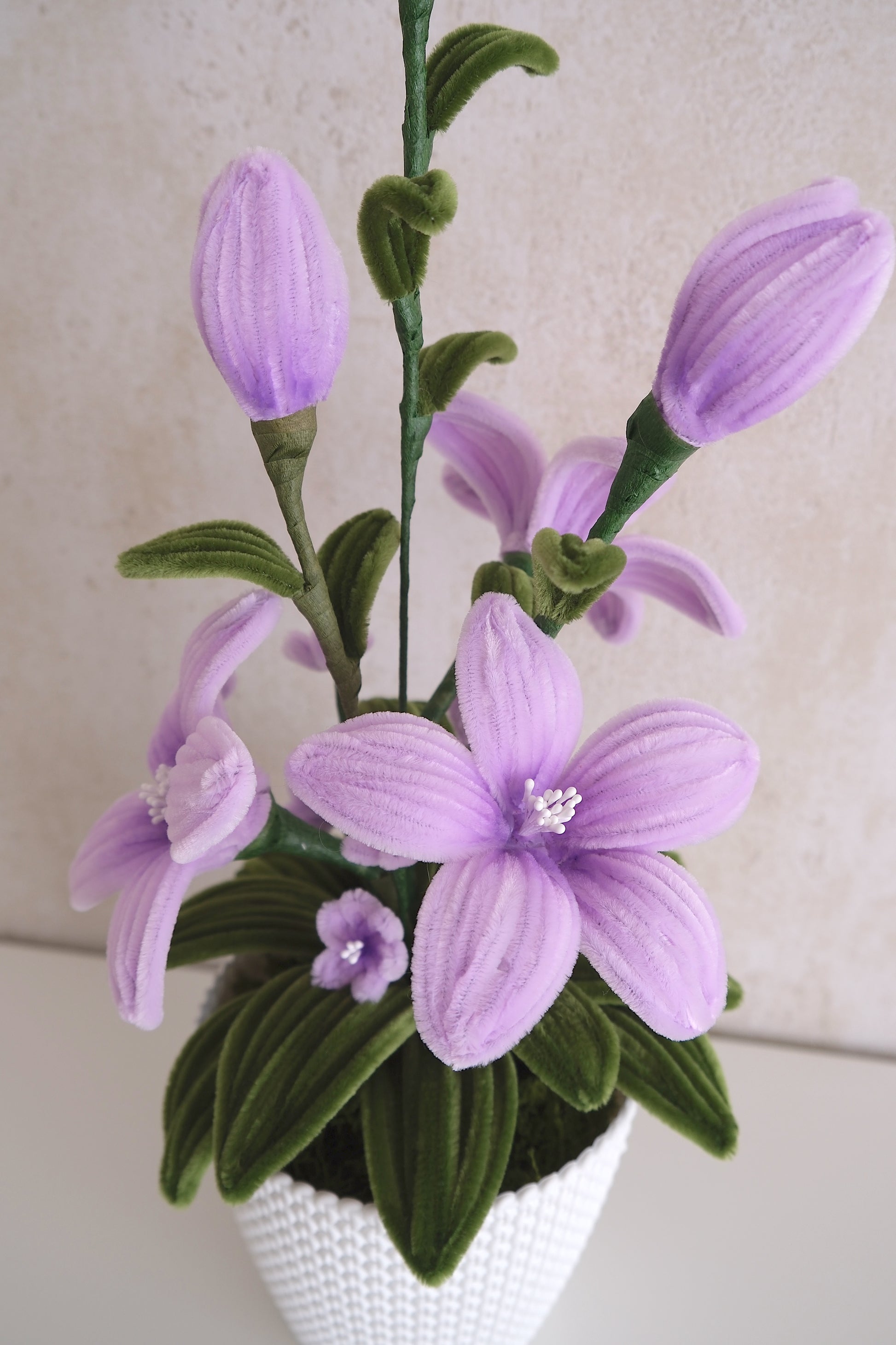 Pot de fleurs 'Purple Delight'